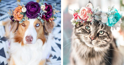 Artist Creates Floral Crowns For Pets And They Are Utterly Stunning