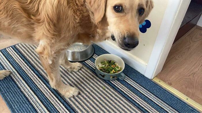 14. "He Usually Gets A Bit Of Chicken Or Pork In His Bowl If We’re Having It. The Salad Did Not Go Down Well…"