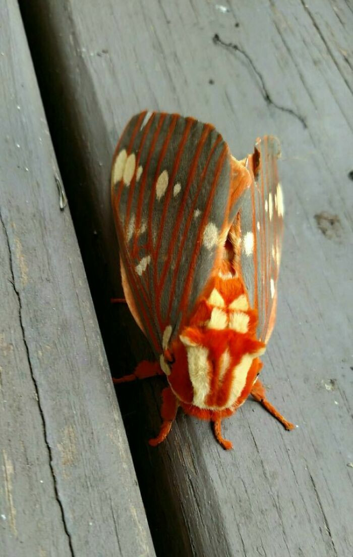 24. Moth's Have The Coolest Color Patterns 