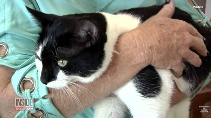 11. Oreo the cat saved his beloved girl from a deadly snake.