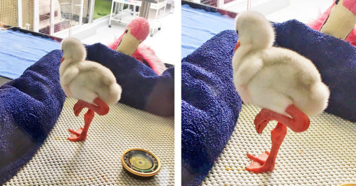 18. Baby flamingo with his little feet. So adorable.