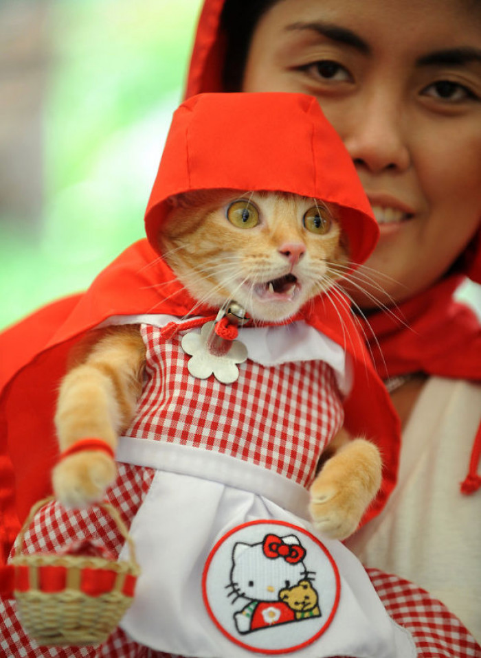 Little Red Kitty Hood