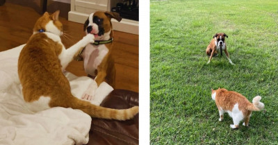 Cat Discovers Family’s Dog Is Limited By An Invisible Fence, And Now He Can’t Stop Teasing Her
