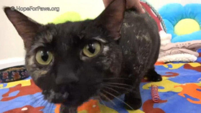 Unfortunately, Darko has passed away