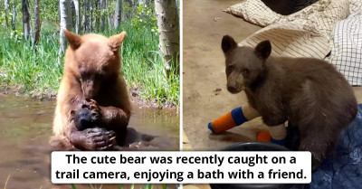 This Picture Of A Bear Cub Bathing With A Toy Bear Will Melt Your Heart