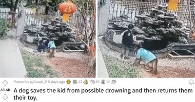 Dog Keeps A Child Away From Danger And Retrieves His Toy In This Viral Video