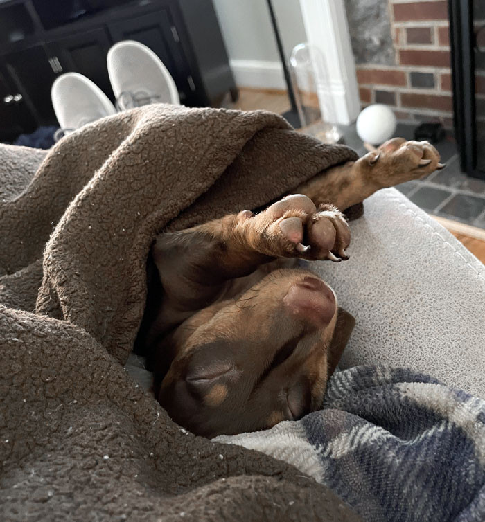 "Moose, As A 4-Month Puppy"