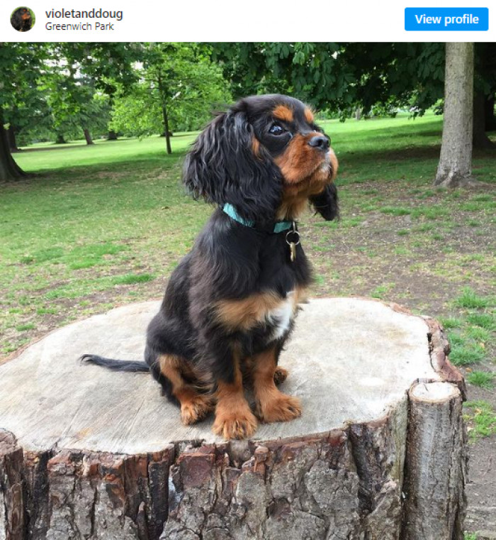 9. Douglas is an angel.