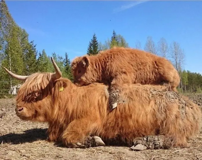 13. The best ride in town