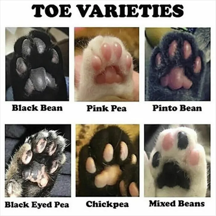 48. Gourmet selection of the rarest beans known to catkind.