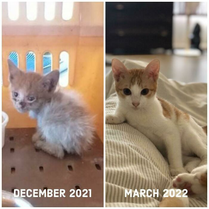 27. Nori was found in a car engine.