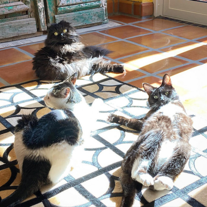 Seamus at the top with Opie (bottom left) and Pete