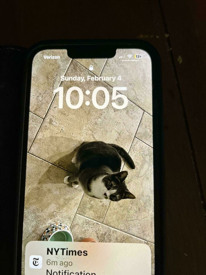 "My Dad Did Not Like The Cat I Brought Home. A Few Months Later, My Mom Found This As His Wallpaper"