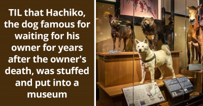 Redditors Learn About Hachiko, The Dog Famous For Waiting For His Owner For Years After The Owner's Death, Was Stuffed And Put In A Museum
