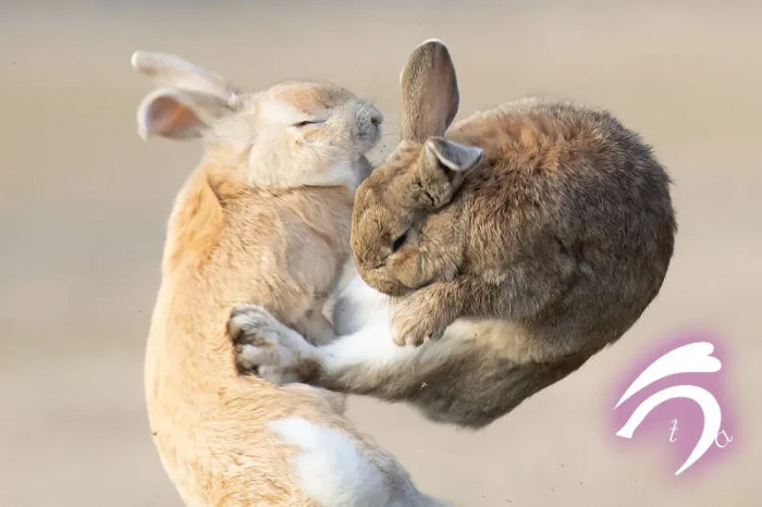 The photographers initially shared the perfectly timed photos on Twitter.