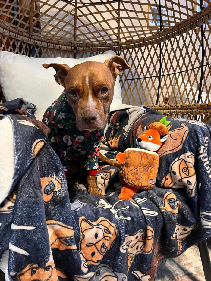 Who wouldn't adopt this beauty?