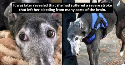 This Dog Defied Medical Science After Doctors Had Written Her Off