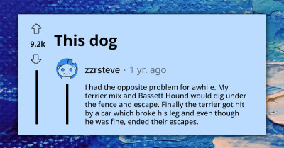 Canine Outsmarts Her Human By Effortlessly Jumping Over The Fence He Built To ‘Keep Her In’