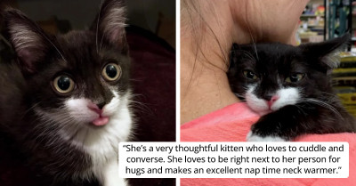 All You Need Is Love – This Shy Kitten Wouldn’t Come Out Of Her Hiding Spot Until She Was Offered A Hug