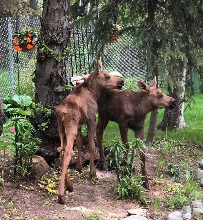 In Anchorage, they often find food and safety in the green spaces within and around the city.