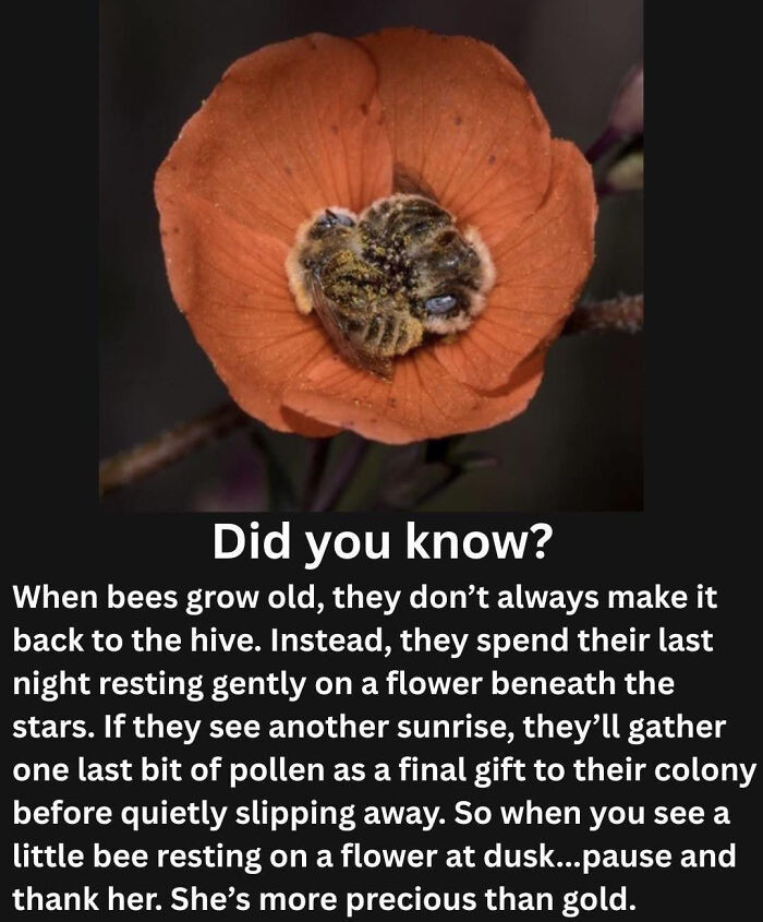 4. Did you know this about bees? Well, now you do