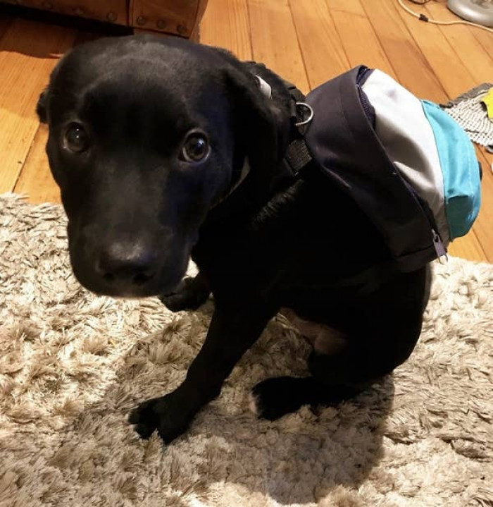 9. "No school today, pretty please, with a cherry on top?"