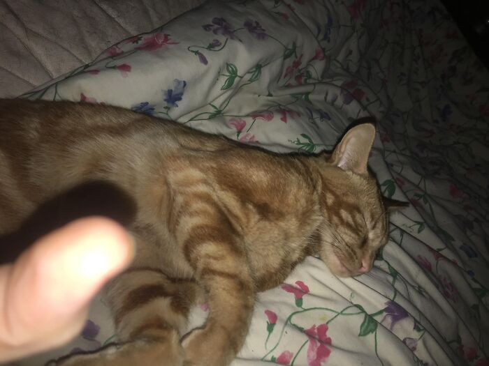 Rusty, the runaway cat