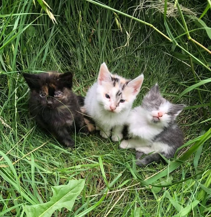 The three kittens were named: Polara, the white tortie; Hirschy, the dark tortie; and Ignacio, the grey and white male.