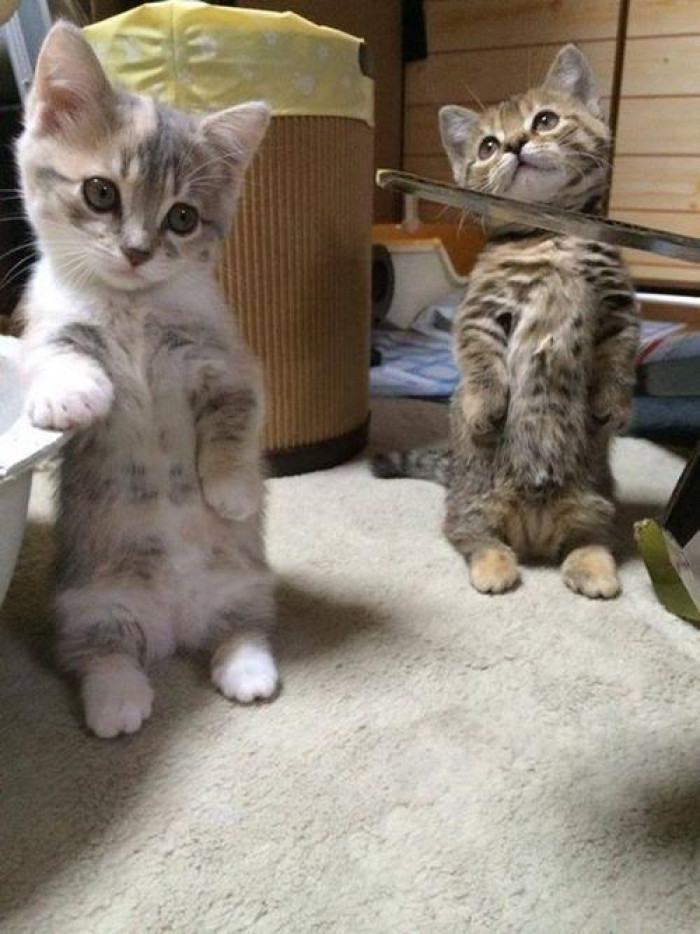 24. Should we faint first before you give us some treats?