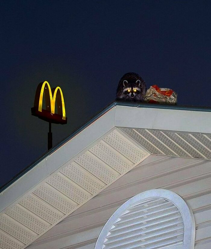 34. If the human's working, then I gotta work too