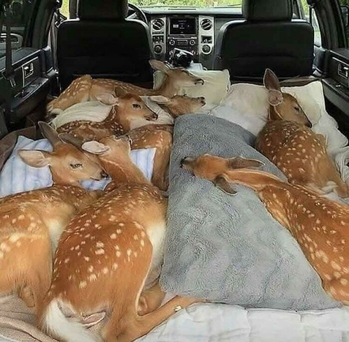 "Fawns Rescued From Fires And Being Transported For Care"