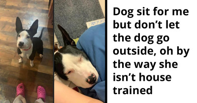 Owner Wants A Sitter Who Wouldn't Let Their Dog Step Outside, But There's A Catch - The Dog Isn't Housetrained