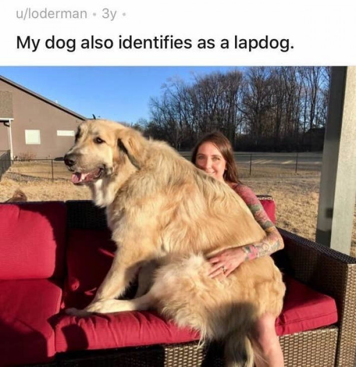 17. This dog, who may be called Clifford: