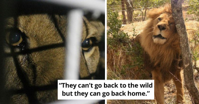 Group Of Lions Finally Experience Freedom In Africa After Spending Their Whole Lives In Traveling Circuses