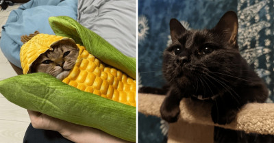 It's Time To Chill And Take A Look At 21+ Purrfect Cats Who Don't Need To Try Hard At Being Awwdorable