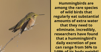 Learn Yet Another Unique Trait Of The Hummingbird From This 'Today I Learned' Post