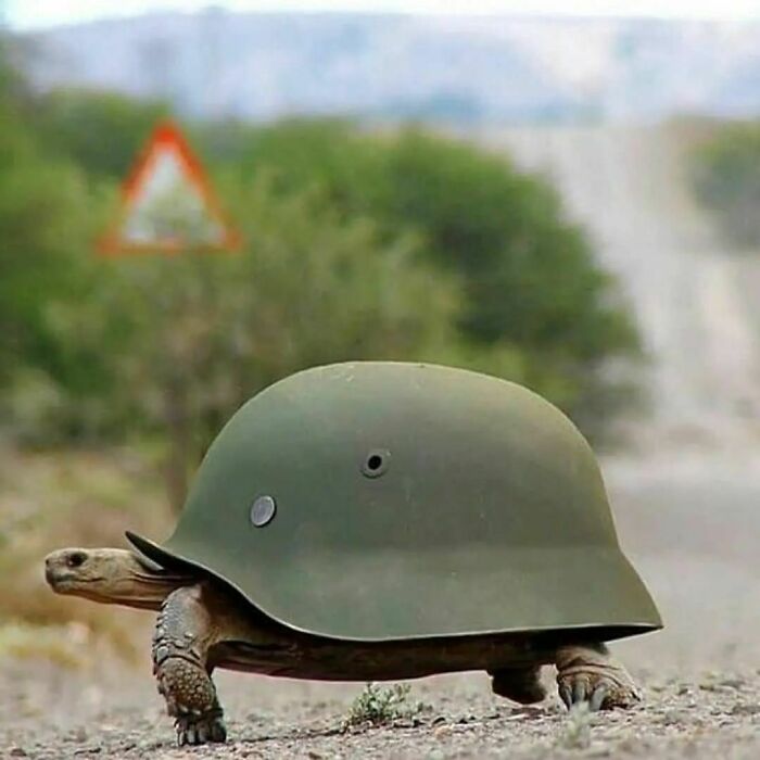 20. Tortoise in the army