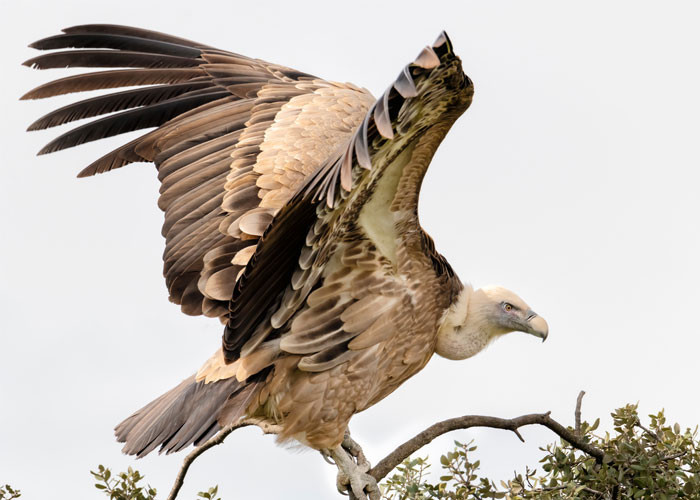 2. Vultures