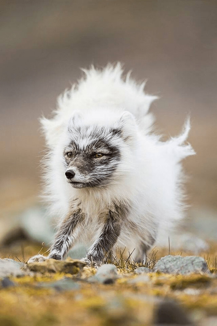 2. An Arctic fox getting ready for winter by changing to a thicker coat.
