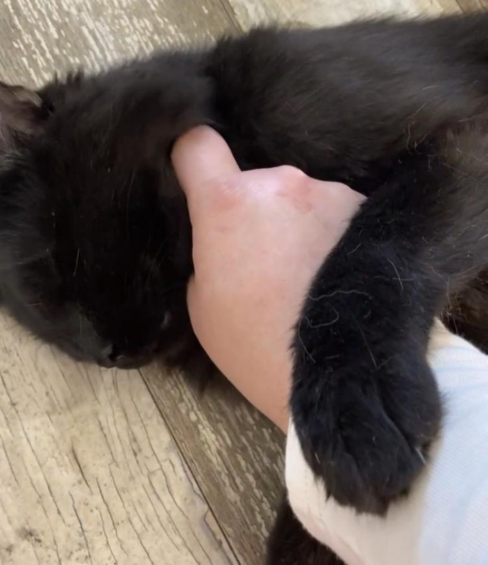 Here's the fluffy Millie OP is so enamored by