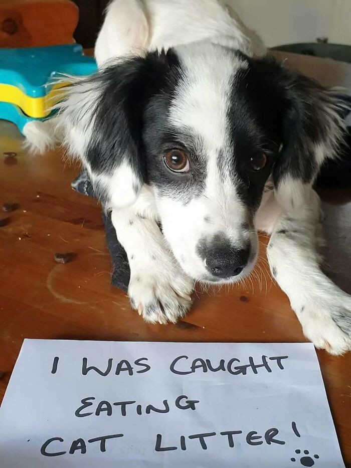 "Can’t Be Mad At That Face"