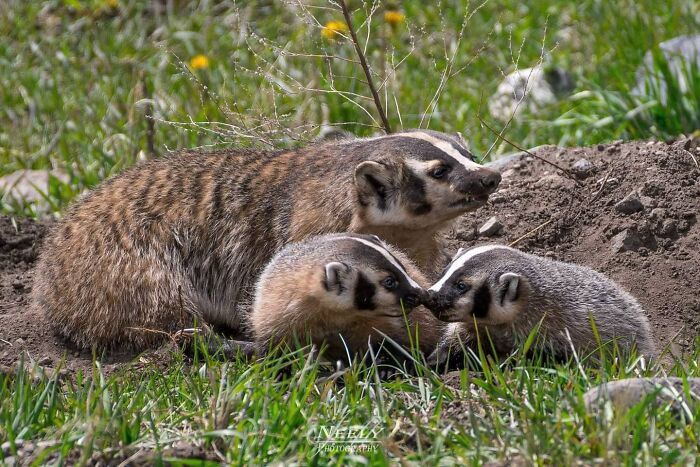 "Badger mom watching over her babies as they play around their home in Yellowstone. Fun fact: A badger's home is called a sett."