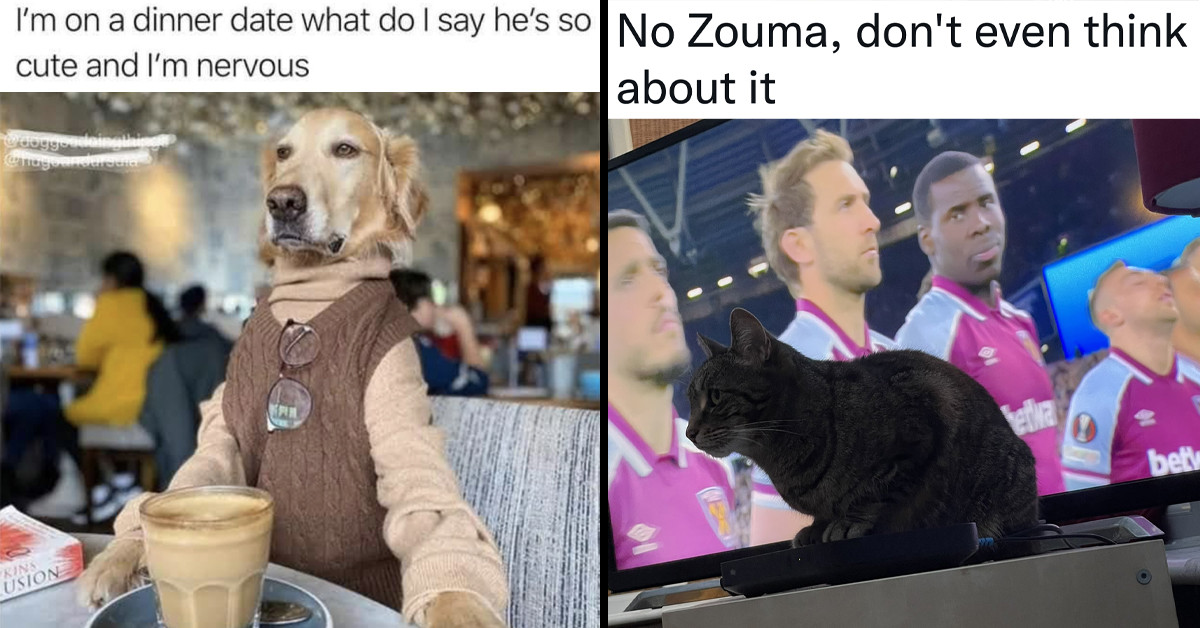 17 Tweets About Cats And Dogs That Are Guaranteed To Make You Laugh
