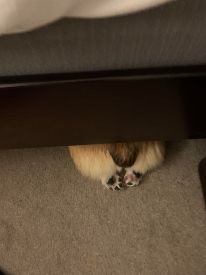 41. Hashbrown isn’t the best at hiding