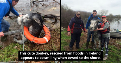 Donkey Rescued From Floodwater Smiled All The Way Home, Knowing He Had Escaped An Untimely Death