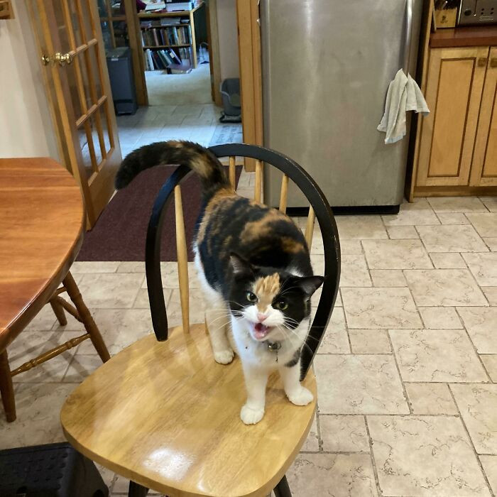 37. Loosey demands for a second breakfast.