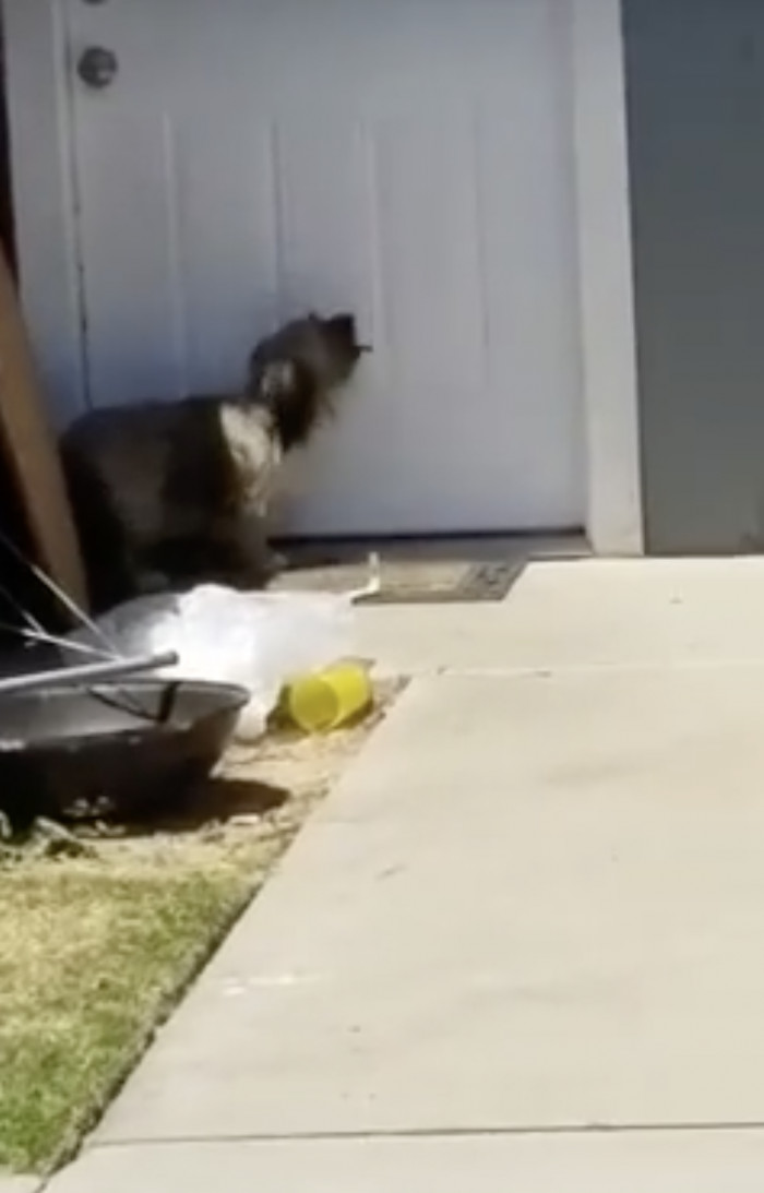 He had no idea they had left him behind when they moved