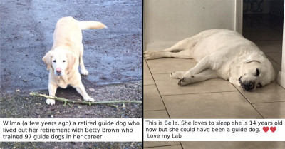 Over 11 Million People Couldn’t Handle the Cuteness of This Adorable Dog Who Fell Asleep During His Photoshoot