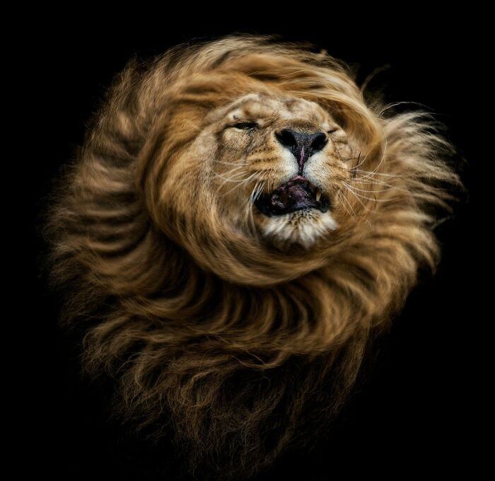 “The Sun King” By Pedro Jarque Krebs