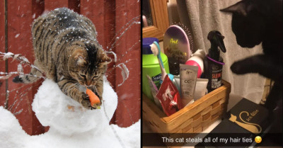 20 Cats Who Turned to Crime